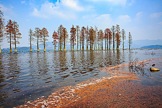 秋色,秋意,水杉,树林