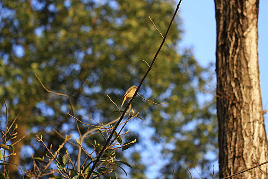 树枝上的小鸟