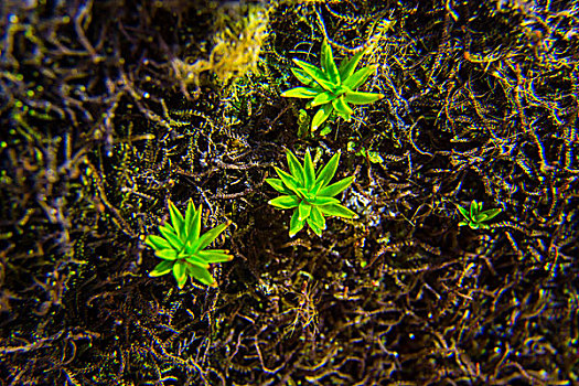 苔藓植物微距生态植被