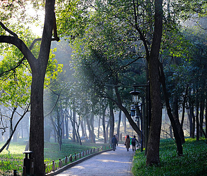 杭州太子湾公园晨雾下的林荫道