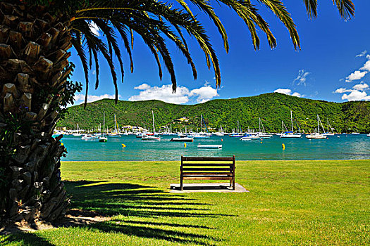 湾,棕榈树,长椅,马尔伯勒,南岛,新西兰