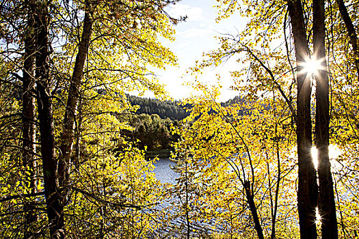 黄色,秋叶,树林,湖,背景,爱达荷,美国