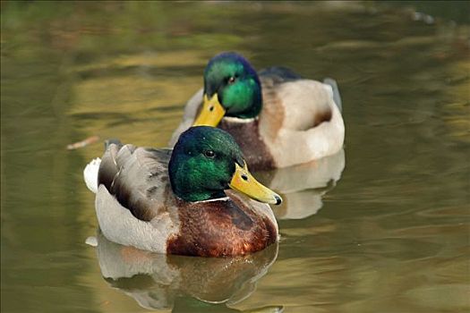 两个,雄性,野鸭,绿头鸭