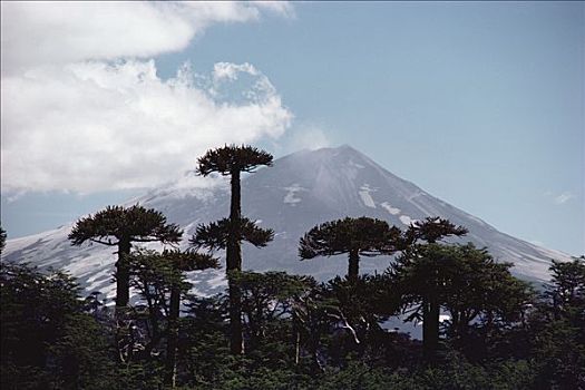 古老,智利松,树,塔,高处,南方,山毛榉树,智利