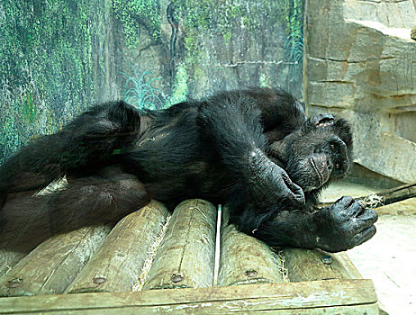 黑猩猩,动物园