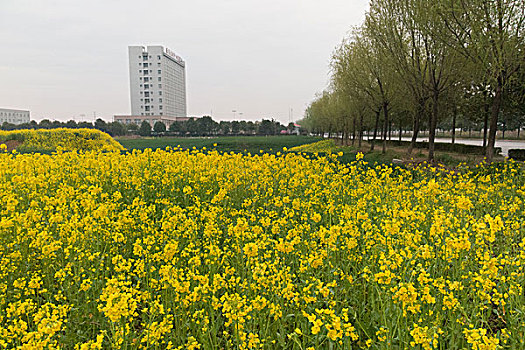 油菜花田