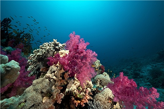 珊瑚礁,鱼,红海