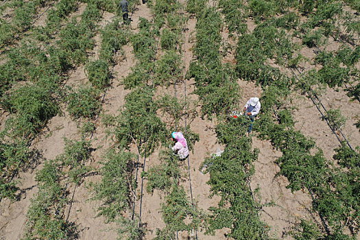 新疆精河第一茬枸杞新鲜上市