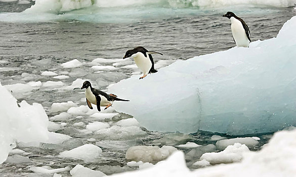 阿德利企鹅,跳跃,冰山,南极,南,奥克尼群岛