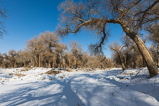 胡杨林,冬季,雪景