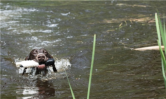 狗,游泳