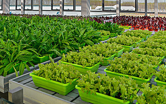 生菜,油麦菜,紫叶甜菜-漂浮栽培