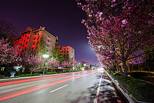 夜晚城市樱花