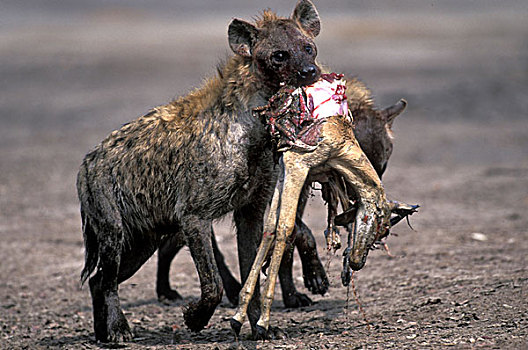 博茨瓦纳,乔贝国家公园,斑点土狼,斑鬣狗,黑斑羚,杀,萨维提,湿地