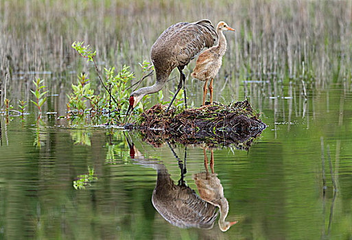 沙丘鹤,幼兽,一个,沼泽