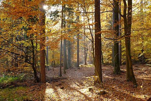 秋天,北方,弗兰克尼亚,巴伐利亚,德国