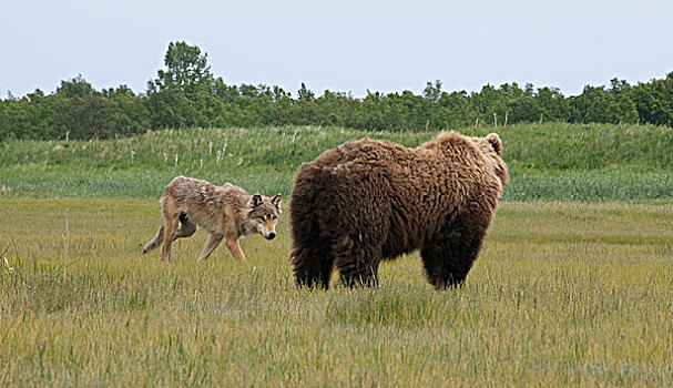 狼,走,靠近,大灰熊,棕熊,卡特麦国家公园,阿拉斯加