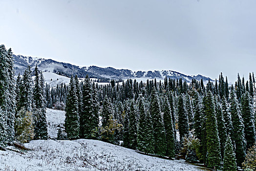 那拉提牧场雪景