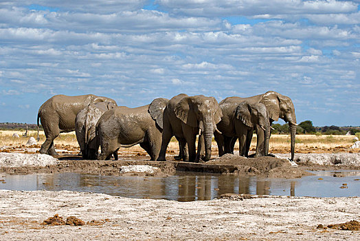 非洲,灌木,大象,非洲象,浴,水潭,国家公园,博茨瓦纳