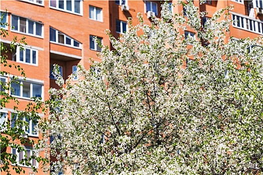 花,樱桃树,城市,公寓