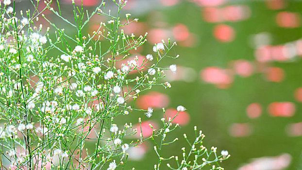 池塘边的钻叶紫菀