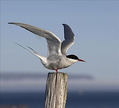 北极燕鸥,冰岛