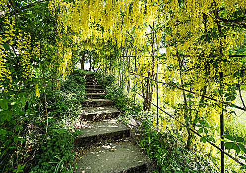 通道,遮盖,金色,雨,花园,策勒,德国