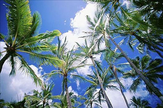 夏威夷,高,棕榈树,鲜明,蓝天,云