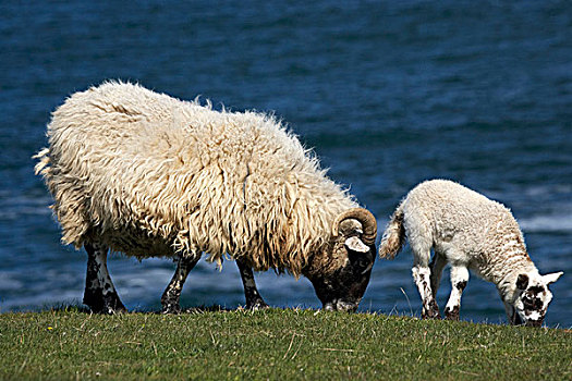 母羊,羊羔,诺森伯兰郡,英格兰
