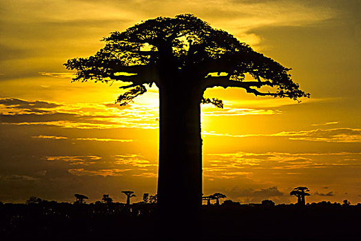 猴面包树,穆龙达瓦,省,马达加斯加,非洲