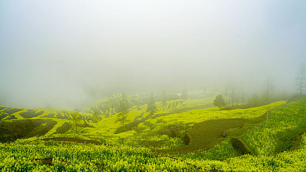 重庆酉阳,小雨晨雾满山涧,金波道道秀梯田