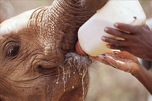 非洲象,孤儿,老,东察沃国家公园,肯尼亚