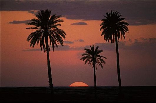 日落,手掌,撒哈拉沙漠,突尼斯,北非