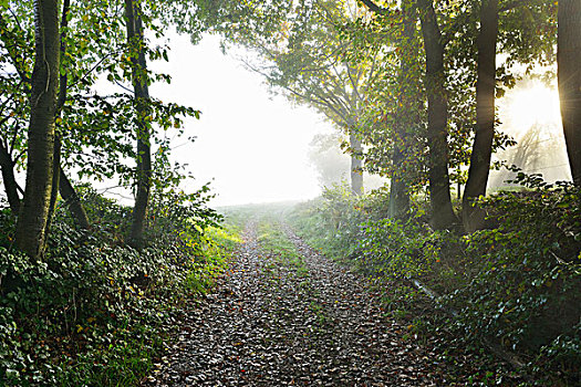林中小径,晨雾,太阳光线,莱茵兰普法尔茨州,德国