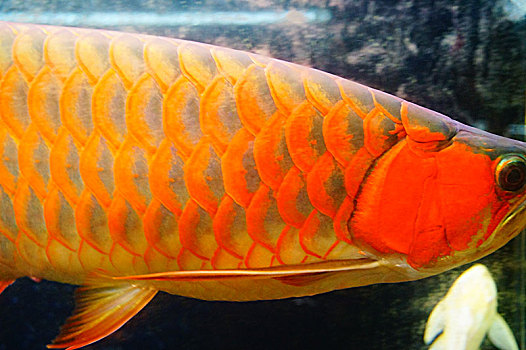 黄金龙鱼