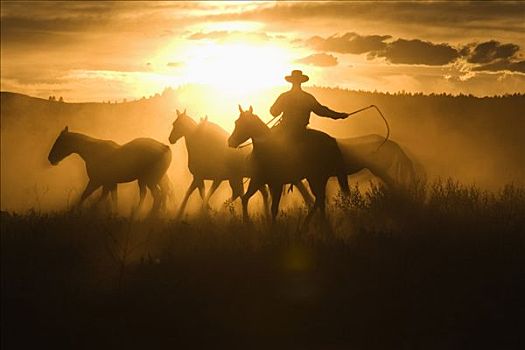牛仔,套索,放牧,家养马,马,群体,日落,俄勒冈