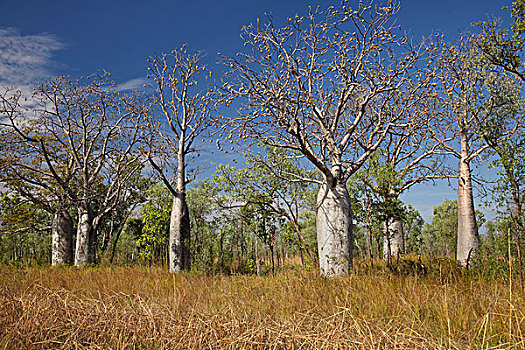 树,靠近,金伯利地区,西澳大利亚州,澳大利亚
