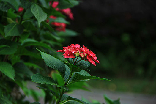 红色绣球花