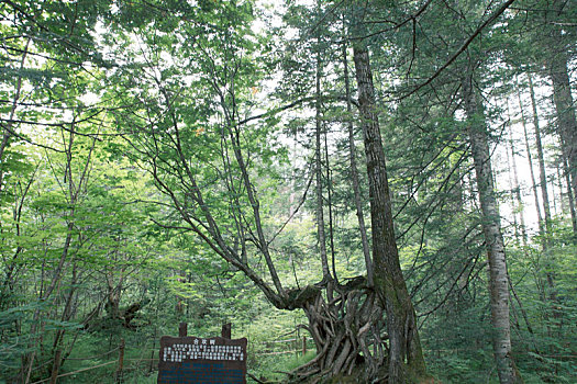 长白山森林峡谷