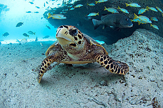 绿海龟,龟类,游动,靠近,鱼群,珊瑚礁,塞舌尔
