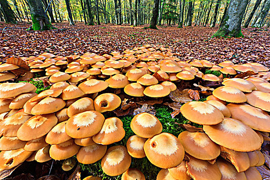 英格兰,汉普郡,蘑菇,树桩,新森林地区,国家公园