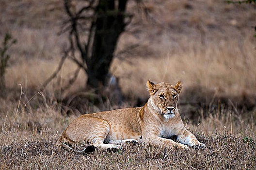 雌狮,狮子,休息,马赛马拉国家保护区,裂谷,肯尼亚,非洲