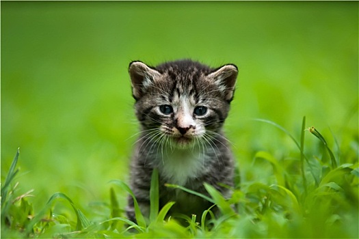 小猫,草丛