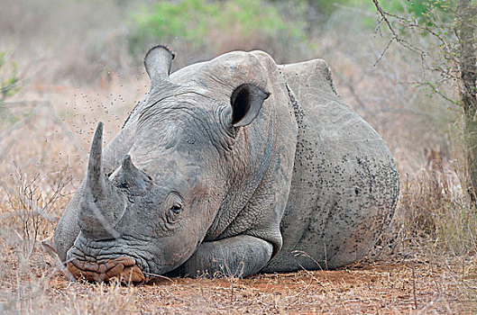 白犀牛,白犀,躺下,睡觉,遮盖,飞虫,克鲁格国家公园,南非,非洲