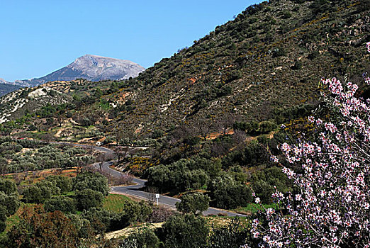 乡村,春天,安达卢西亚,西班牙