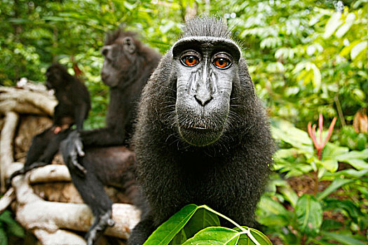 亚洲,印度尼西亚,苏拉威西岛,黑色,短尾猿,成年,群,雨林