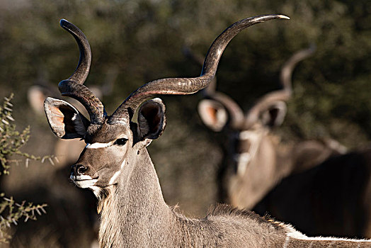 头像,大捻角羚,卡拉哈里沙漠,博茨瓦纳