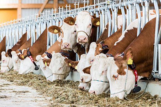 两个,母牛,看镜头,吃,牛,牛科动物