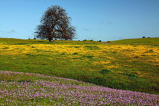 黄色,金矿区,折瓣花,花,橡树,背景,加利福尼亚,美国