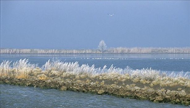 冬天,堤岸,北方,荷兰